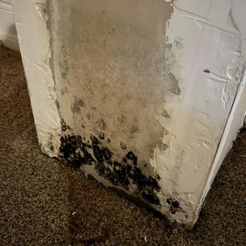 Professional Mold Removal in Springdale, SC